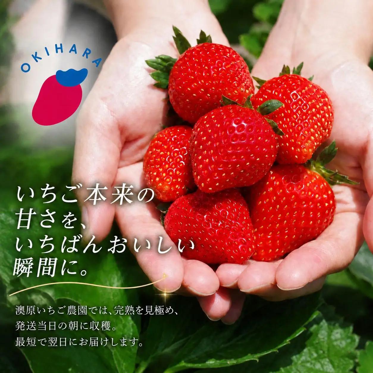 訳あり 粒不揃い とちあいか 1,120g (280g×4P) | 栃木県共通返礼品 矢板市産 いちご 果物 フルーツ 栃木県下野市