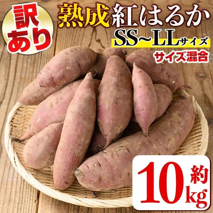 isa877 《訳あり・予約受付中！2026年12月より順次発送予定》熟成紅はるか(約10kg・SS～LLサイズ混合) 訳あり さつまいも 紅はるか 鹿児島 生芋 完熟 長期熟成 土付き べにはるか サツマイモ 焼き芋に 【いさ工房】