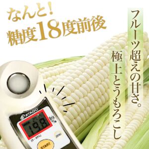 【2026年8月～発送】とうもろこし ピュアホワイト 5本 L～2Lサイズ 北海道 富良野産 生で食べられる (スイートベジタブルファクトリー) とうもろこし とうきび コーン 野菜 新鮮 甘い ジュ