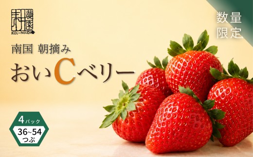 先行予約 いちご 苺 おいCベリー 贈答品 4パック：36～54粒 （2027年1月発送開始） | 紅ほっぺ 希少 新品種さちのか 高級 厳選 こだわり 贅沢 贈り物 ギフト プレゼント 限定 お取り寄せ 旬 甘い 大粒 高糖度 産地直送 期間限定 高知県 南国市