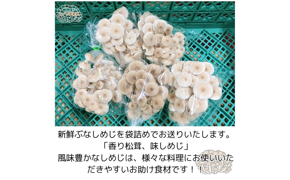 宇陀市産 ぶなしめじ 500g × 5パック/ キノコ倶楽部 しめじ キノコ きのこ 菌床 鍋料理 鍋 送料無料 農家直送 ふるさと納税 詰め合わせ 奈良県 宇陀市