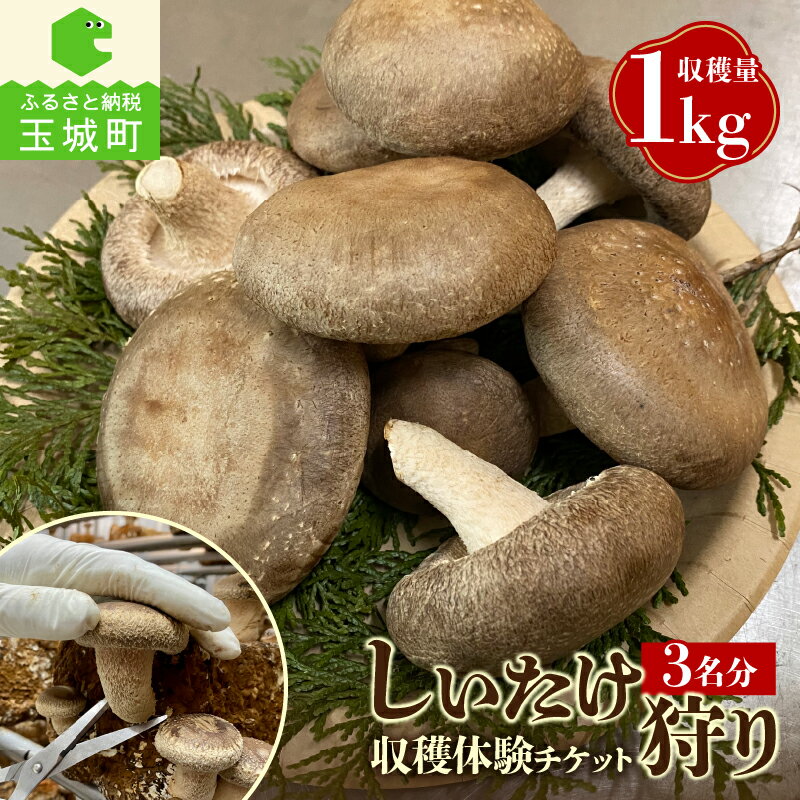 【ふるさと納税】 きのこ狩り 収穫 体験 チケット しいたけ きのこ 山菜 生しいたけ 国内産 菌床 肉厚 高級品種 3名分 たっぷり 収穫量 1kg お持ち帰り 三重県 玉城町 (有)MCD 松ちゃん堂