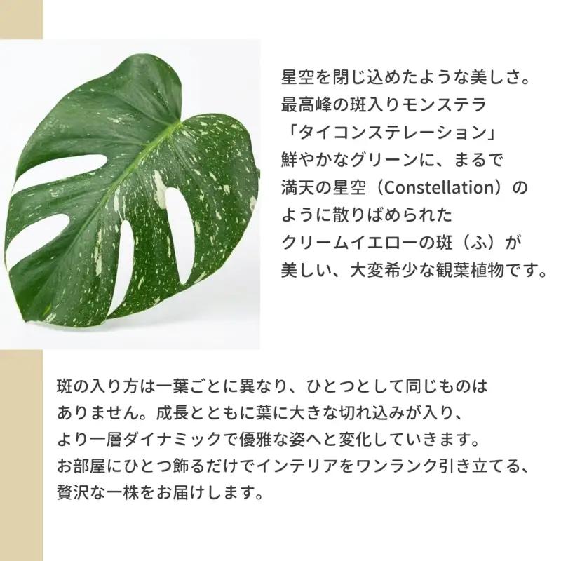 P3観葉植物 モンステラ・タイコンステレーション