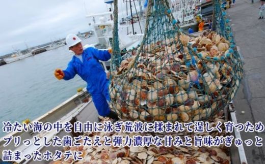 オホーツクの冷たい荒波、海底でたくましく育ったホタテ。引き締まった粒に旨味がぎゅっと凝縮。