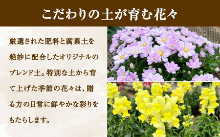 【農園より直送！】季節の花の寄せ植え 1鉢【瀬戸園芸】 花 お花 園芸 ガーデニング 鉢花  開成町[BDAU001]