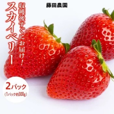 栃木県産いちご【スカイベリー】(2パック(約600g))【配送不可地域：離島・北海道・沖縄・信越、北陸・東海・近畿・中国・四国・九州】【1376291】