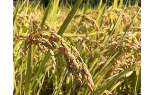 【令75年産】奥大山江府米コシヒカリ 3kg×1 /  プレミアム 特別栽培 こめ こしひかり 研究 精米 3キロ 0624