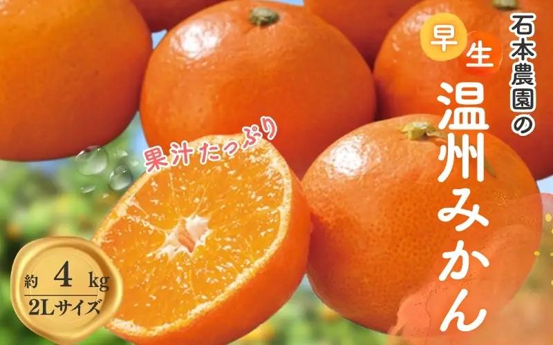 みかん 石本農園の早生温州みかん 約4kg 2Lサイズ【mis005B】
