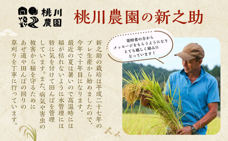 【精米即日発送・令和7年産米】新潟県村上市産  新之助 12kg　B4073 