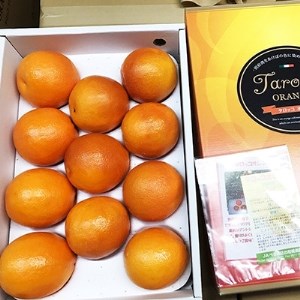 2024年3月下旬より発送 ブラッドオレンジ(タロッコ)2.5kg(11玉～20玉) 化粧箱入り【1134446】