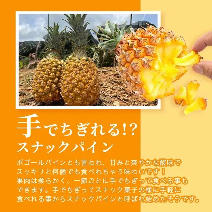 《2027年4月上旬以降発送》爽香果 スナックパイン 2玉 約1.8kg