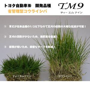 【先行予約】芝生(省管理型コウライ芝　TM9ティーエムナイン)20束セット※20平米分