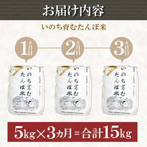 【定期便3回】 新米 米 コシヒカリ 計15kg 5kg×3回 精米したて お米 定期便 ｜ 四国 徳島県 小松島 白米 栽培期間中無農薬 ふるさと納税 おいしい こめ おこめ 精米 国産 限定 ごは