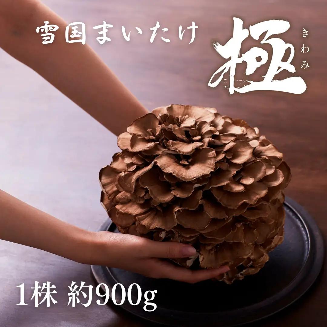 まいたけ 極 1株 (約900g)  | 新潟県 五泉市 雪国まいたけ 舞茸 マイタケ きのこ