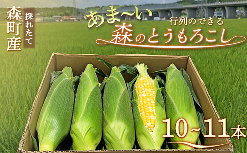 
            【2026年産】とうもろこし 先行予約 森のとうもろこし 10～11本 しんちゃん農園 大人気 甘い 野菜 夏野菜 旬 夏 高糖度 産地直送 旬の野菜 季節の野菜 おやつ 行列のできる 先行 予約 2026 2026年 静岡 冷蔵
          