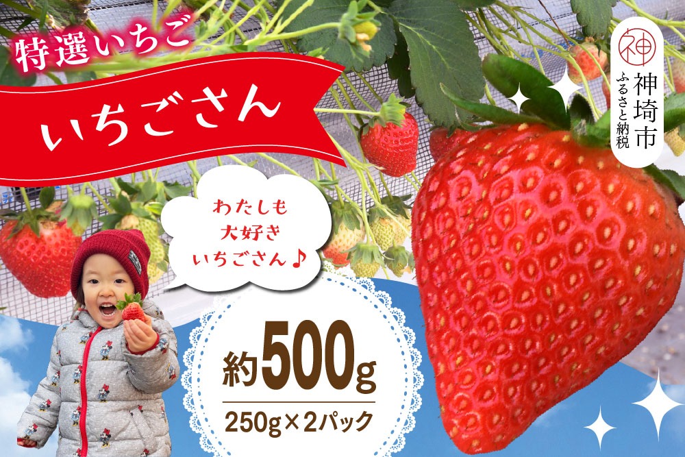 【先行受付 令和8年1月下旬より発送開始】期間限定 特選いちご(いちごさん) 250g×2パック【苺 イチゴ ブランドいちご 朝採れ デザート スイーツ フルーツ 誕生日ケーキ バレンタイン】(H101106)
