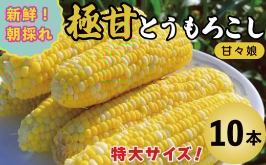 甘々娘 とうもろこし コーン 10本 約 4kg 先行予約 トウモロコシ 甘い 期間限定 夏 旬 野菜 鍋 炒め物 煮物 スープ 弁当 惣菜 おかず 健康 新鮮 国産 送料無料 吉野川市 徳島県