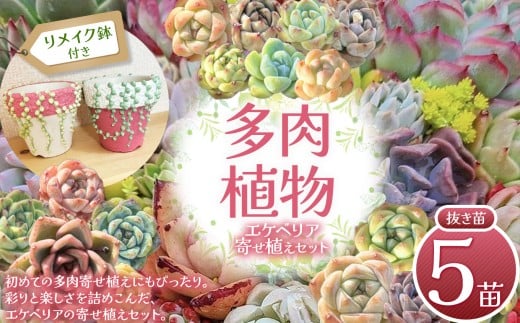 多肉植物 エケベリア リメイク鉢 (グリーンネックレス)付き 寄せ植え セット 2号鉢 | 選べる容量 5苗 2号鉢 7苗 2.5鉢 リメイク 鉢 グリネ鉢 グリネ グリーンネックレス 多肉 植物 国産苗 抜き苗 初心者向け 育てやすい 観葉植物 インテリア プレゼント ギフト おしゃれ 彩り グラデーション 丈夫 簡単ケア おうち時間 癒し 栃木県 下野市