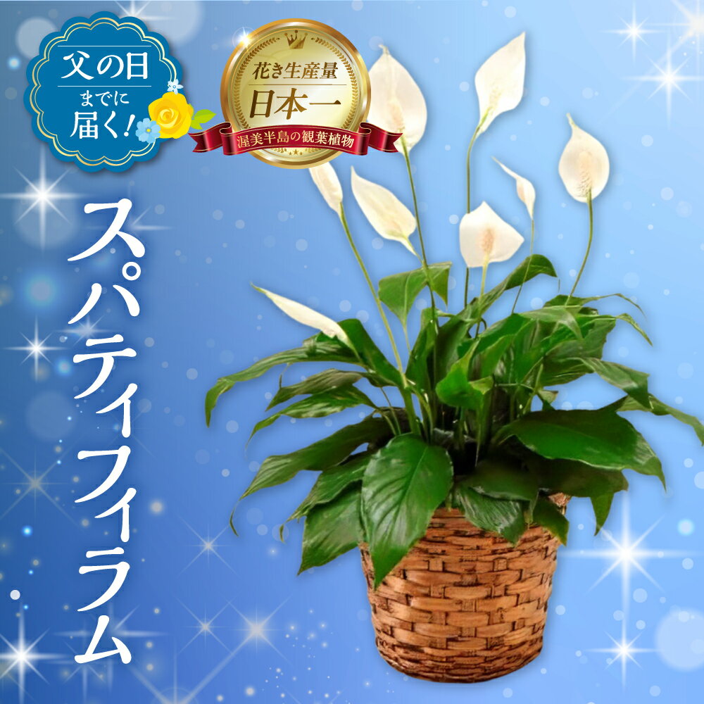 【ふるさと納税】《父の日までにお届け》スパティフィラム 花 鉢植え 鉢 鉢花 花 観葉植物 植物 5号鉢 人気 おしゃれ かわいい 父の日 プレゼント 贈り物 贈答 ギフト 夏 フラワーギフト 父 ありがとう お父さん 父親 記念日