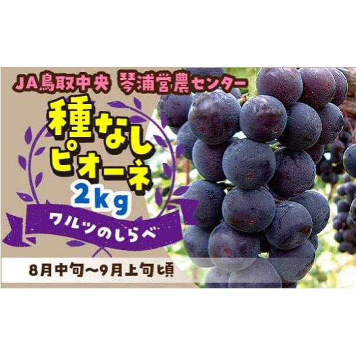 【ふるさと納税】【先行予約】数量限定 ピオーネ 種なし 2kg | フルーツ 果物 くだもの 食品 人気 おすすめ 送料無料