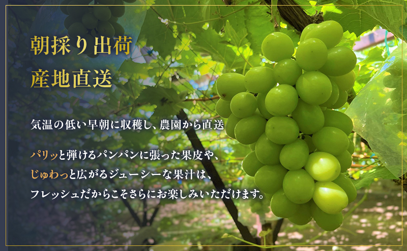 朝採りシャインマスカット　名峰讃岐富士育ち 煌めきの果実