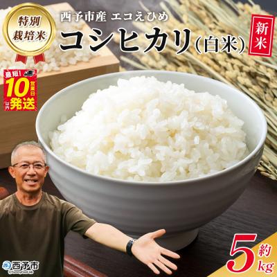 ふるさと納税 西予市 新米&lt;令和7年産 西予市産 特別栽培米 エコえひめ コシヒカリ 白米 約5kg&gt;国産 精米
