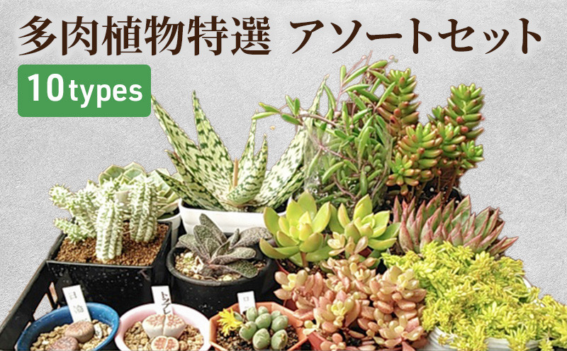 
[№5895-0178]多肉植物特選アソートセット
