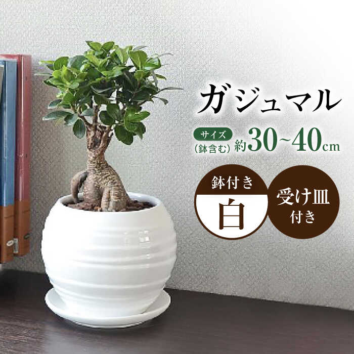 【ふるさと納税】観葉植物 ガジュマル 多幸の木 ボール形 陶器 鉢 （白） / 観葉 植物 インテリア おしゃれ プレゼント / 大村市 / 琴花園[ACYK008]