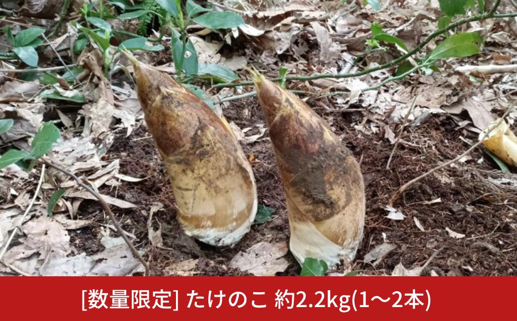 
            [数量限定 先行予約] 深山たけのこ 約2.2kg(1～2本) タケノコ 【011S020】
          