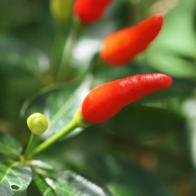 ふるさと納税 名護市 やまいち園の自家栽培 島とうがらし 2本(各10g) |  | 03