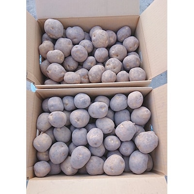 佐藤農場のじゃがいも「男爵」20kg【配送不可地域：離島・沖縄県】