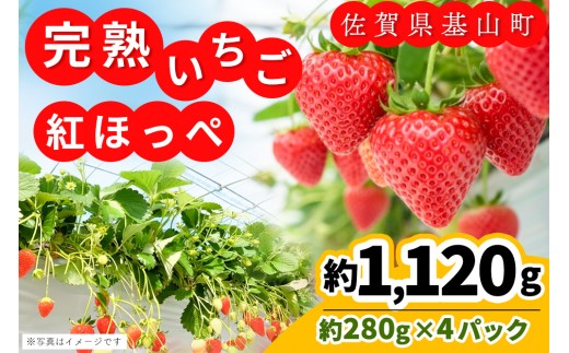 【先行受付 2026年1月より発送】【農場直送！】紅ほっぺ(約280g×4P)【ふるさと納税 基山町産 いちご イチゴ 朝採れ 完熟果】K100006