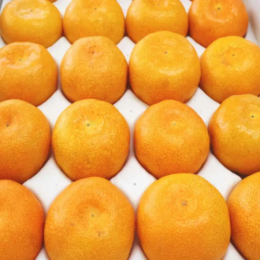 こだわり味自慢 温州みかん 約2.5kg S～Lサイズ 濃厚な味のとろける美味しさ
