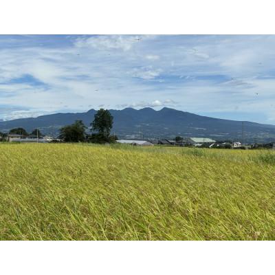 ふるさと納税 榛東村 【令和8年産】お米コシヒカリ(精米) 5kg【ストロベリーみなみ】 |  | 01