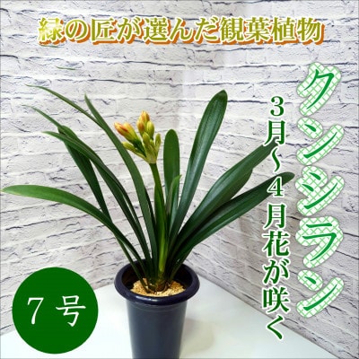 緑の匠が選んだ観葉植物　素敵な空間づくりに　クンシラン7号【1291599】