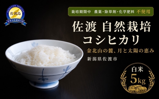 【佐渡産 こだわりの自然栽培米】令和7年度産 コシヒカリ 白米5kg