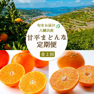 【ふるさと納税】【発送月固定定期便】愛媛限定栽培品種 まどんな×甘平定期便【訳あり】【H25-286】全2回【4071235】