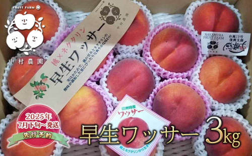 桃 先行予約 早生 ワッサー 3kg 硬い桃 フルーツ 果物 旬の果物 旬のフルーツ 2026 旬