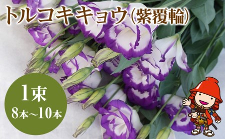 【先行予約】【期間限定】生産農家直送の八重咲き中～大輪フリル トルコキキョウ 花束 (紫覆輪) 1束 8本～10本 花束  生花