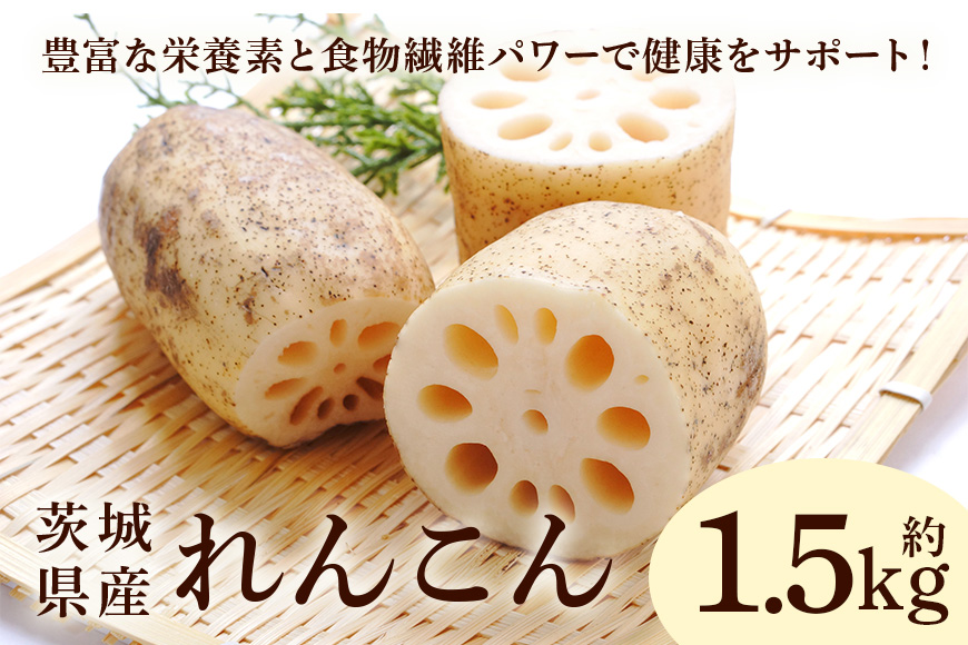 れんこん 1.5kg 野菜 れんこん レンコン 蓮根 国産 9月上旬〜2月中旬まで順次発送予定 51-C
