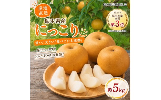 【数量限定】梨 なし 栃木県産 にっこり 5kg｜フルーツ 果物 栃木県共通返礼品