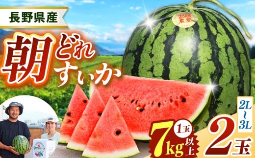 松本市 波田産 すいか 2玉入り（2L～３L,7kg～9kg)×２)│ 信州 松本市 長野県 西瓜 すいか 果物 スイカ フルーツ くだもの 新鮮 果汁 ジューシー 大きい ふるーつ