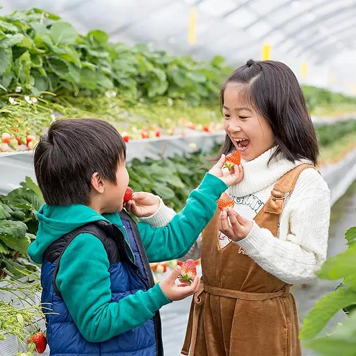 2027年発送！数量限定！佐賀県産いちご さがほのか&いちごさんセット イチゴ 苺：B100-039