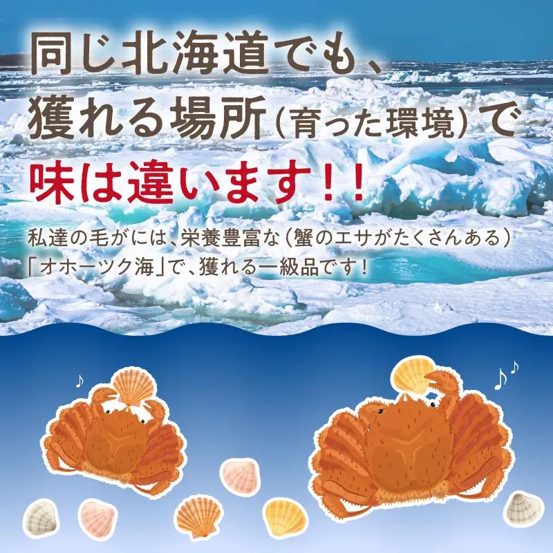 【予約：2026年3月下旬から順次発送】【旬の浜ゆで毛ガニを冷蔵便で】オホーツク海産 浜茹で海明け毛がに 約400g×2ハイ 冷蔵 ( かに 蟹 魚介類 海鮮 )【114-0029-2026】