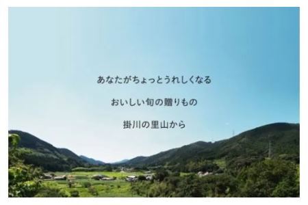 しばちゃんちのジャージー牛乳「ヨーグルト」９０ｇ×１２本セット 柴田牧場 6172