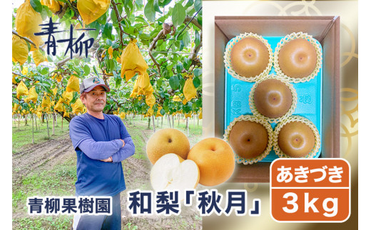 【2026年先行予約】青柳果樹園の和梨 秋月 3kg（4～6玉）《9月中旬～順次出荷》  果物 あきづき フルーツギフト 加茂市 青柳果樹園