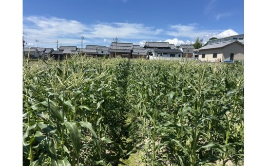 奈良県産 とうもろこし おおもの 5本入り 【2026年7月初旬～7月末頃に順次発送予定】／ 23ファーム トウモロコシ コーン スイートコーン 美味い  甘い 野菜 産直 新鮮 旬 茹で スープ サ