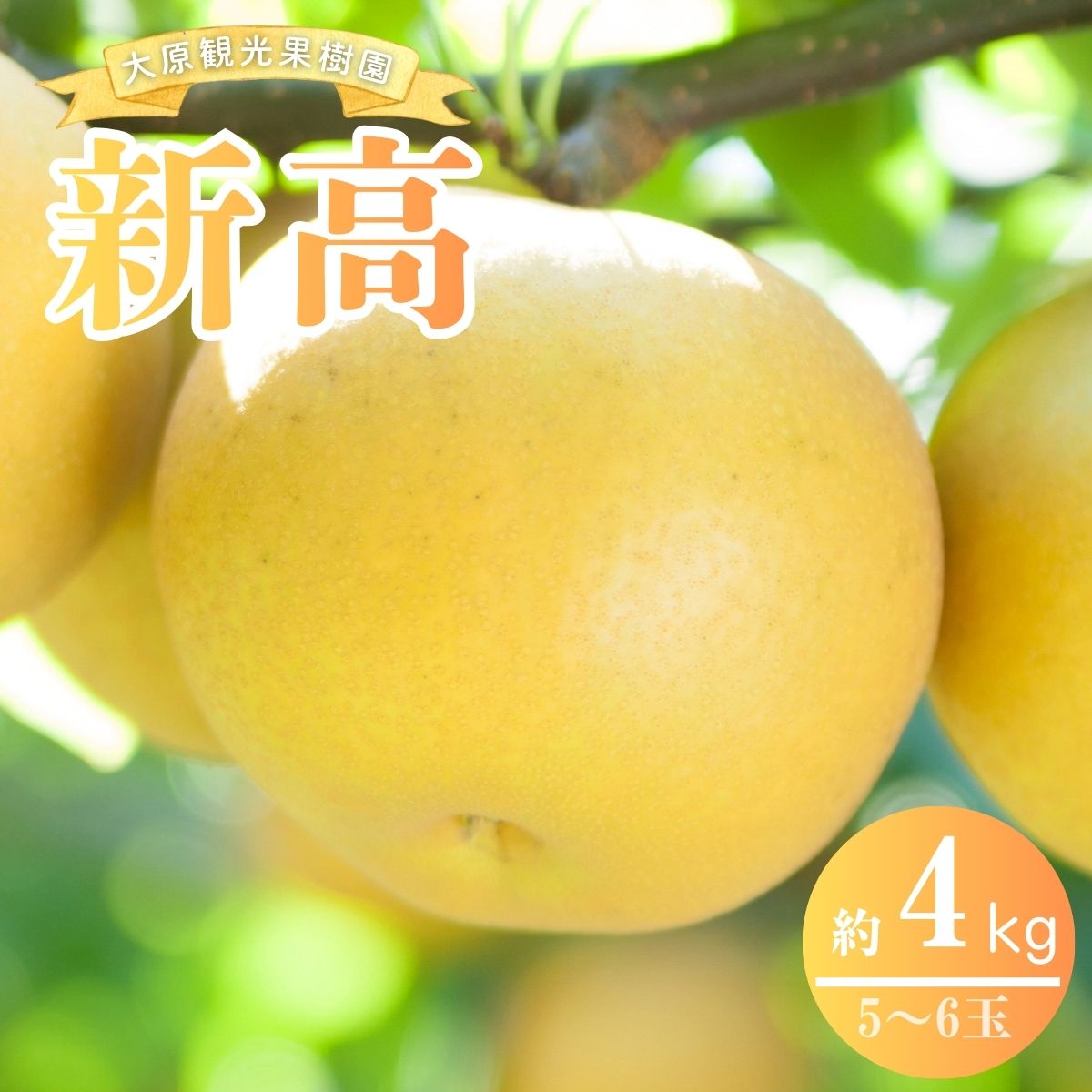 【ふるさと納税】【2026年先行予約】［大原観光果樹園］岡山県産 旬の梨（新高）（約4kg 5～6玉）【026-a023】