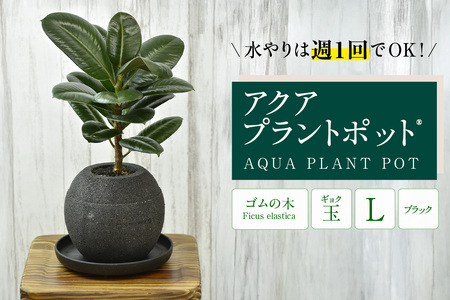 アクアプラントポット®　玉Ｌ（ブラック） 植木鉢　ゴムの木（3809）