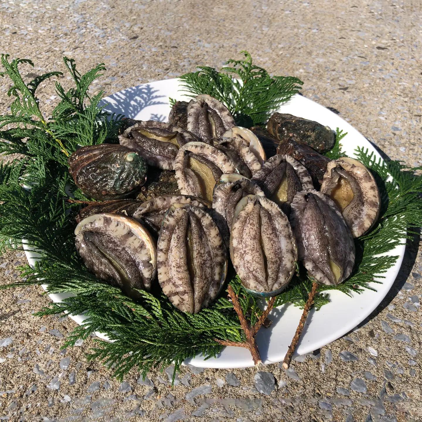 奥尻島産 活蝦夷アワビ（養殖）5ケ入り 75mm以上